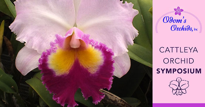 social2 Odom's Orchids ad